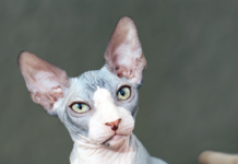 Sphynx cats are hairless.