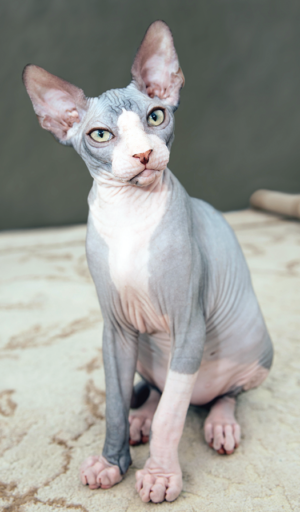 Cardiac Gene Mutation in Sphynx Cats - Catwatch Newsletter