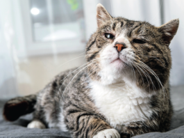 While aging is not an illness, it does bring with it a number of physical difficulties. Be alert to your cat and make a veterinary appointment if something seems amiss rather than thinking, “She’s just getting old.”