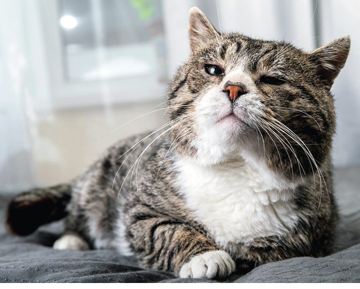 While aging is not an illness, it does bring with it a number of physical difficulties. Be alert to your cat and make a veterinary appointment if something seems amiss rather than thinking, “She’s just getting old.”