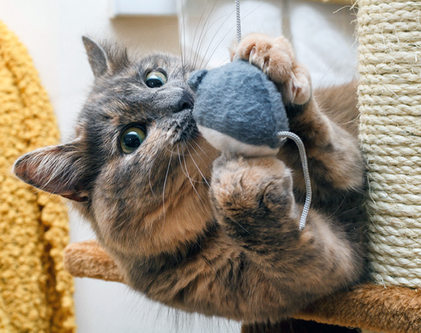 dementia cat toy uk