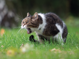 Frequent Regurgitation Issues Your cat finds vomiting no more pleasant than you do.