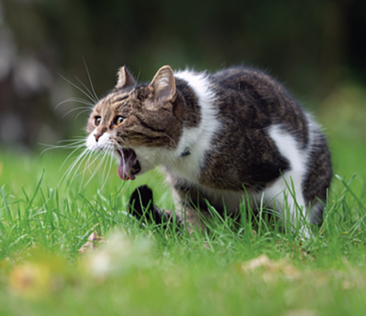 Frequent Regurgitation Issues Your cat finds vomiting no more pleasant than you do.
