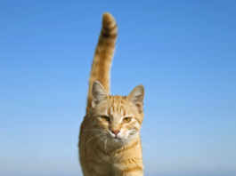 Cats often assume they won’t fall off high ledges, but it can happen. When it does, they may act rather cool about it, not letting on that they hurt themselves.
