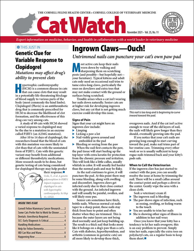 Download the Full November 2021 Issue PDF