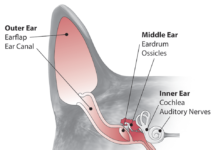 Vestibular disorders may involve infection in the inner ear at the cochlea, which is connected to the vestibular system.