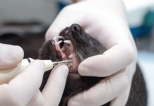 The anesthesia requirement is understandable. Some owners can’t even trim their cat’s nails.