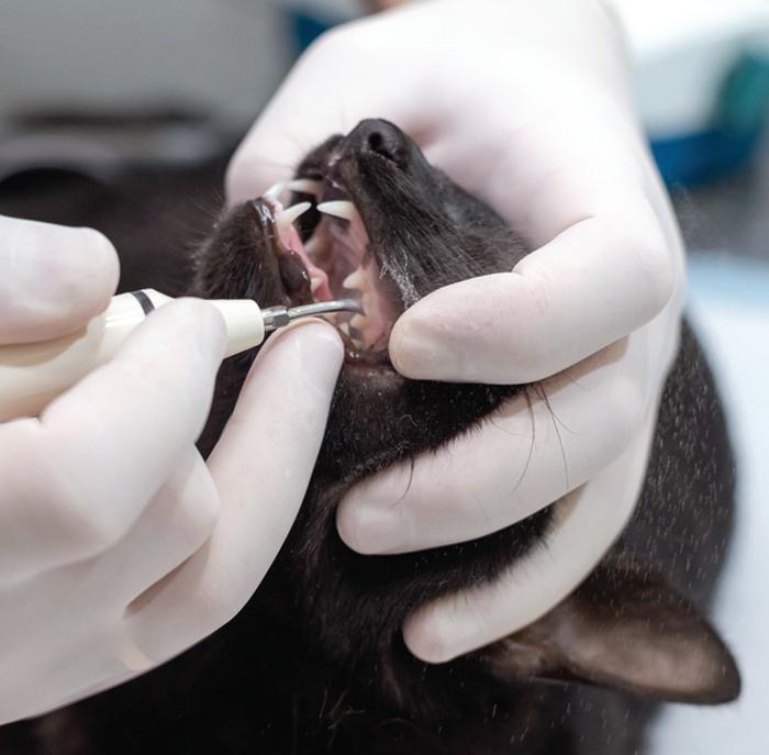 The anesthesia requirement is understandable. Some owners can’t even trim their cat’s nails.