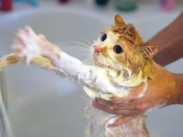 If this picture looks familiar, you’re far from alone. Cats tend not to be big fans of baths in general, especially with lots of lather.