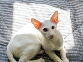 Sunlight, even through a window, can be a problem for some cats, especially white cats.