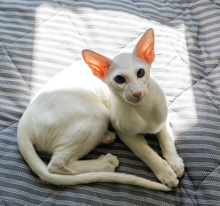 Sunlight, even through a window, can be a problem for some cats, especially white cats.