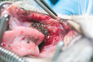 An oral tumor is usually deep in the mouth at the base of the tongue and can be very difficult for the owner to note until the cat begins showing symptoms. 