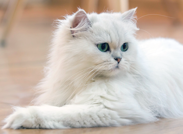 Iron Poisoning Is a Household Concern in Cats