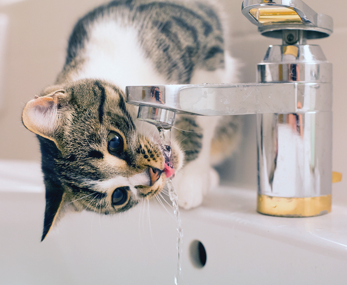 Given the amount of effort some cats put forth to drink directly from the tap, we would bet tap would win over distilled every time.