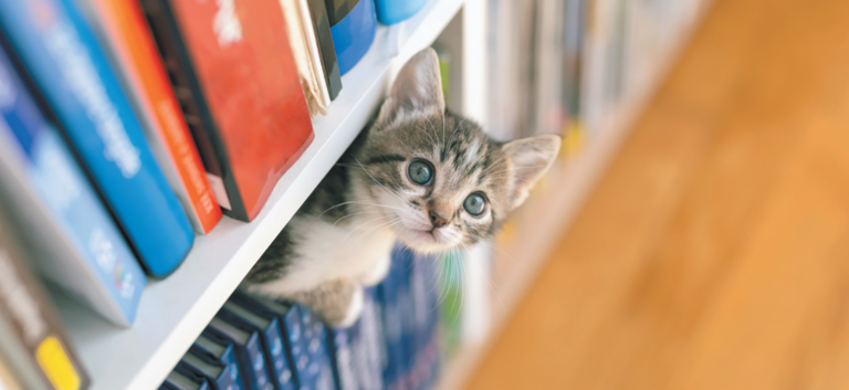 With a little time, patience, and gentle interaction, your new kitty will leave her favorite hiding spot and soon be everywhere you are!