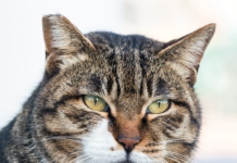 The prognosis for hypothyroid adult cats is good, with appropriate management.
