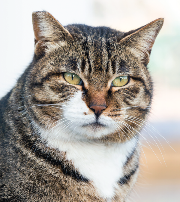 Feline Hypothyroidism - Catwatch Newsletter