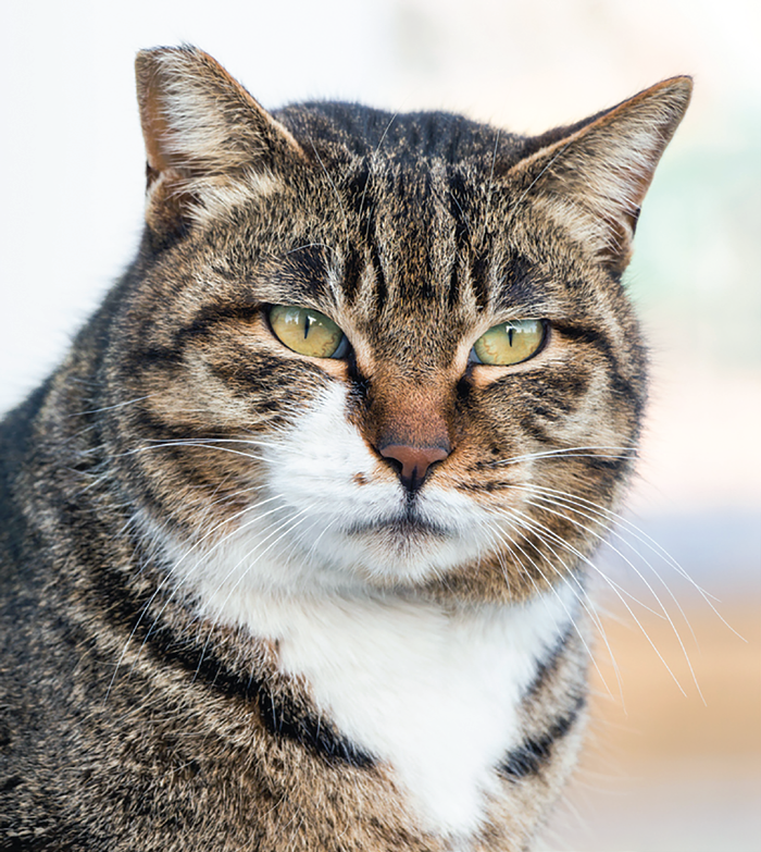 The prognosis for hypothyroid adult cats is good, with appropriate management.