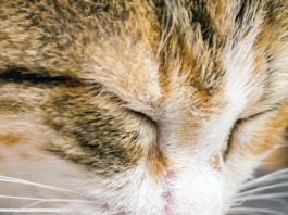 Supplements Can Be Toxic to Cats A milky white discharge warrants prompt veterinary consultation.