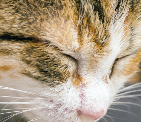 A milky white discharge warrants prompt veterinary consultation.