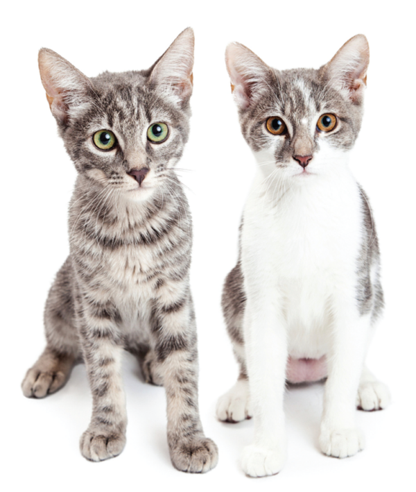 Crusty, Itchy Skin Lesions Catwatch Newsletter