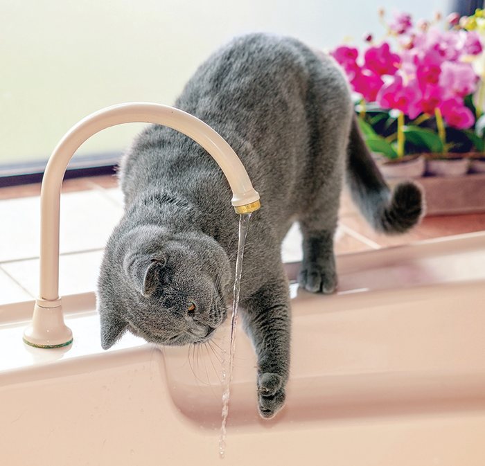 Most of us will do whatever it takes to ensure our kitty takes in adequate water.