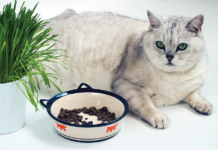 With the epidemic of obesity in cats, researchers are looking at dietary nutrients for solutions.