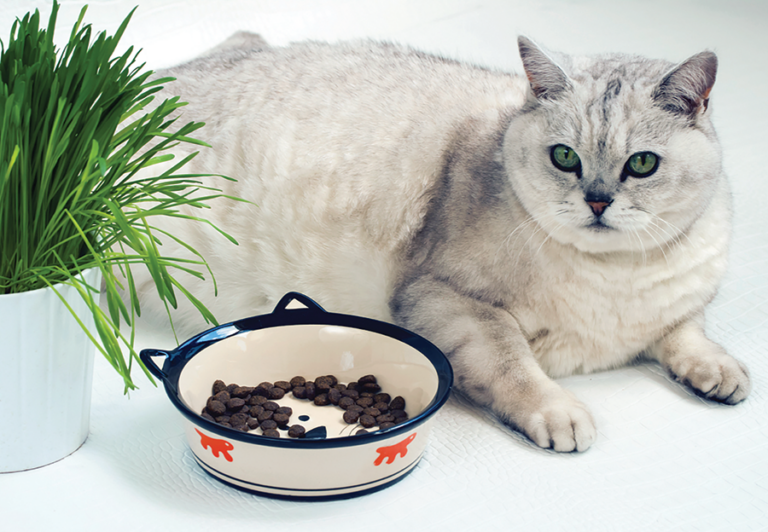 Choline Supplementation to Help Overweight Cats Catwatch Newsletter