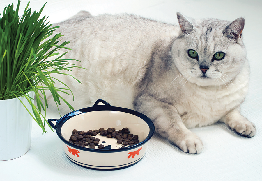 With the epidemic of obesity in cats, researchers are looking at dietary nutrients for solutions.