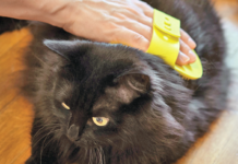 You may need to experiment, but with the right tool, your cat may enjoy grooming.