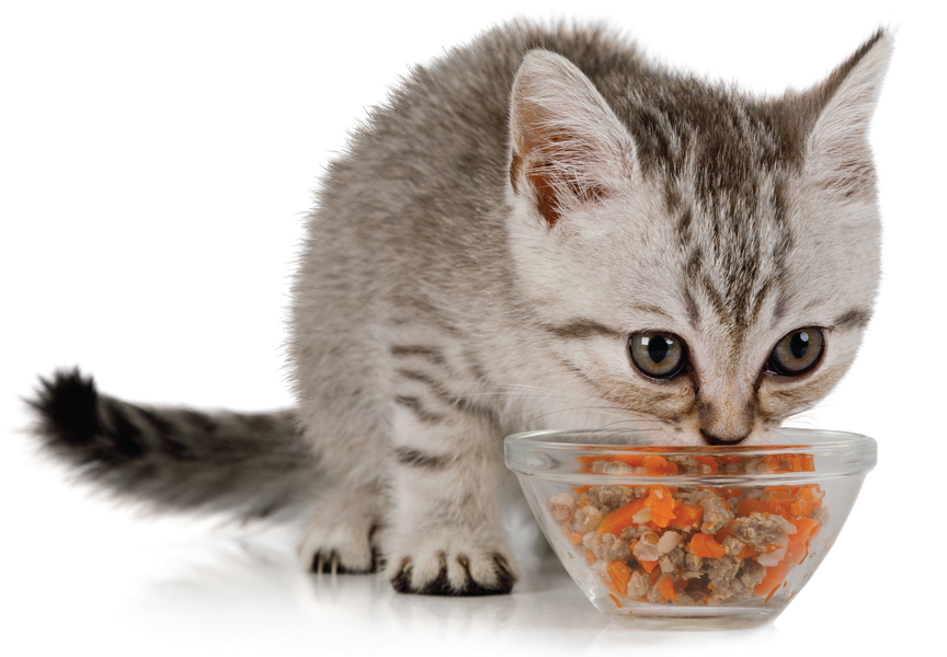 When Can Kitty Leave Mom? Catwatch Newsletter