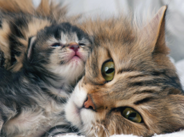 A kitten needs her mom to teach her about