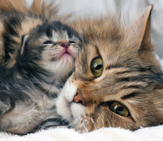 A kitten needs her mom to teach her about