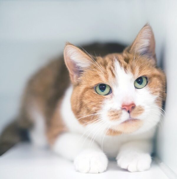 The Role of AntiAnxiety Meds Catwatch Newsletter