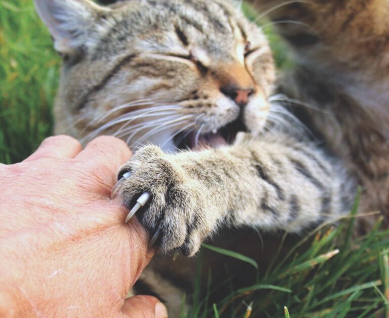 The Reasons Some Cats Bite