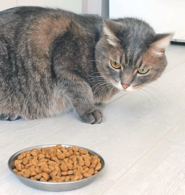 Red Alert Cat Stops Eating Catwatch Newsletter