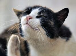 Fleas Are Hard to Eradicate