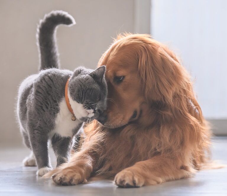 Adding a Pet? It Takes Time