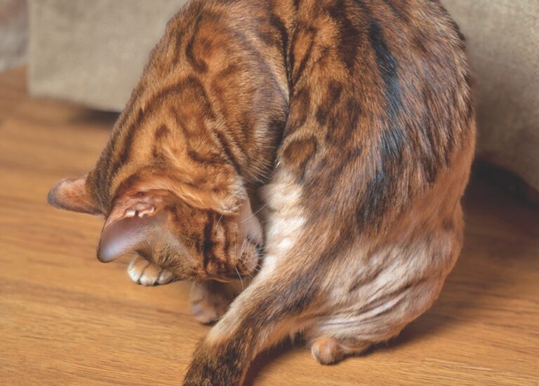 Do All Cats Itch and Scratch?