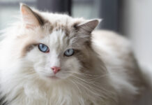 Understanding Purring
