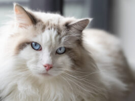 Understanding Purring