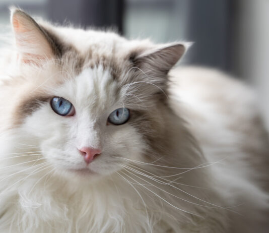 Understanding Purring