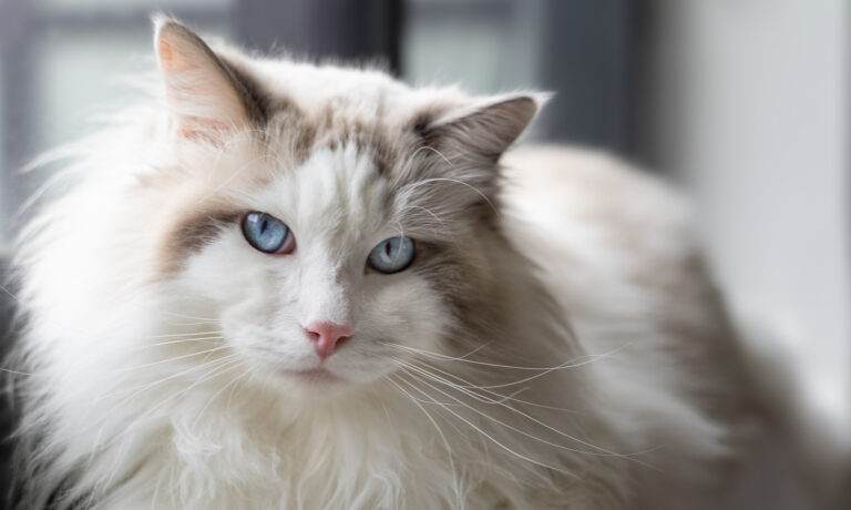 Understanding Purring