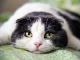 Chronic Iron Deficiency in Cats with GI Problems