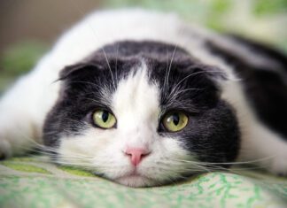 Chronic Iron Deficiency in Cats with GI Problems