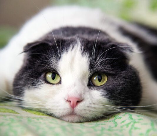 Chronic Iron Deficiency in Cats with GI Problems