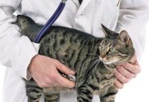 Rapamycin to Treat Hypertrophic Cardiomyopathy