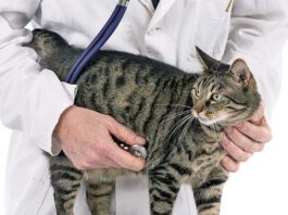 Rapamycin to Treat Hypertrophic Cardiomyopathy