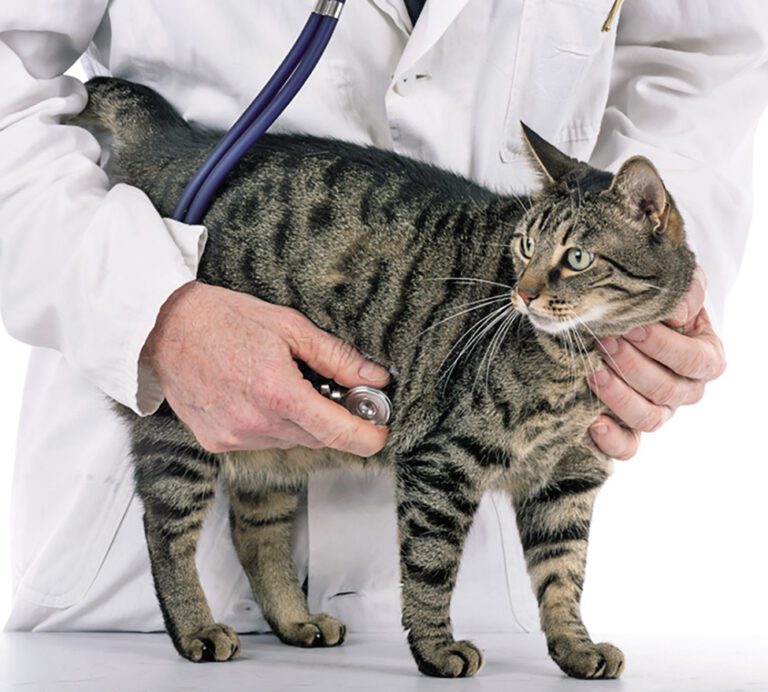 Rapamycin to Treat Hypertrophic Cardiomyopathy