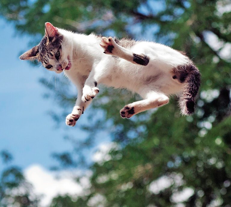 How Cats Land on Their Feet